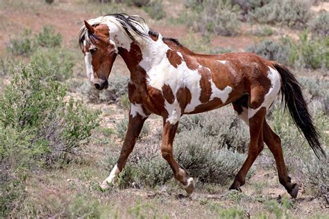 mustang horses for adoption
